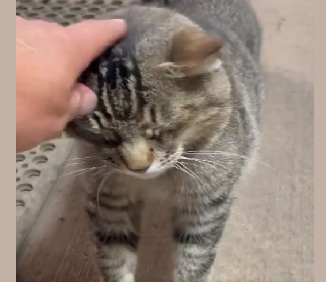 Stray Cat Decides To Work At A Car Shop And Greet Every Customer |