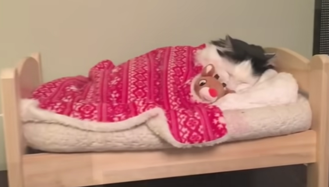 Cat Puts Herself to Sleep in Tiny Human Bed