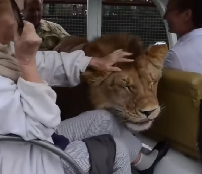 Lion Snuggles up to Visitors