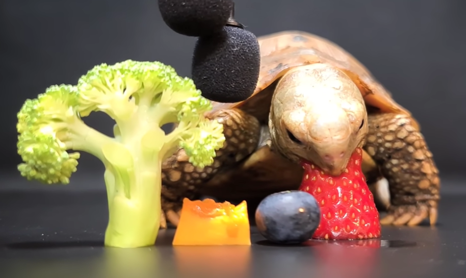 ASMR Cute Turtle Eating Fruit & Vegetables