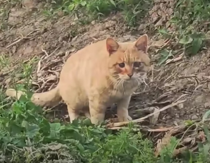 Blind Stray Cat’s Struggle for Survival, Getting Help from Fisherman